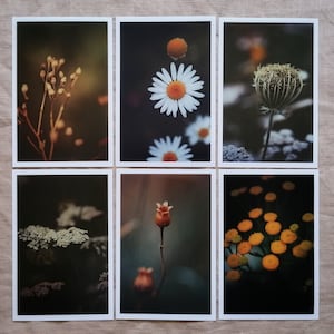 Postkarten Set Natur | Fotopostkarten Naturfotografie | schöne Postkarten | Geburtstagskarten | Grußkarten | Vintage Postkarten | Wanddeko
