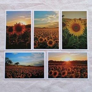 Postkarten Set Natur | Fotopostkarten Naturfotografie | Sonnenblumen Karten | Geburtstagskarten | Grußkarten | Wanddekoration | Landleben