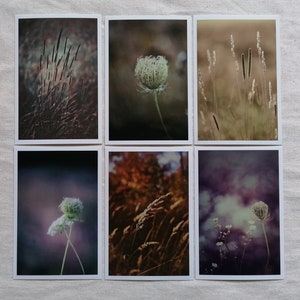 Natur Postkarten | Foto Postkarte Natur | Postkarte Fotografie | schöne Natur Bilder |   Botanik | schöne Postkarten Geschenk | Postkarte