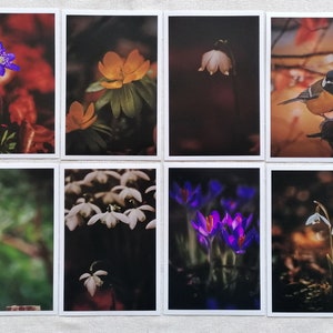 Frühlingskarten | Gruß zum Frühlingsanfang | Karte Frühling | Frühlingsgrüße Bilder | Botanik | Grußkarte | Geschenk | Postkarten Set Natur
