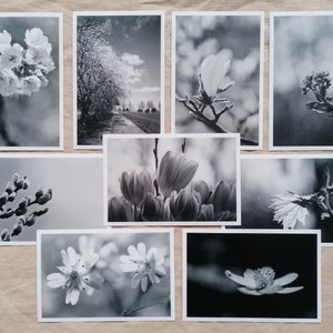 Postkarten schwarz weiß | Postkartenset schwarz weiß | Wanddeko | Fotopostkarten | Naturfotografie schwarz weiß | Vintage | weiße Blumen