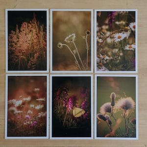 Postkarten Set Natur | Fotopostkarten Natur | Postkarten Fotografie | Natur | Summer Vibes | Geburtstagskarten | Wanddekoration | Botanik