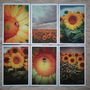 Postkarten Set Natur | Fotopostkarten Naturfotografie | Sonnenblumen Karten | Geburtstagskarten | Grußkarten | Wanddekoration | Landleben