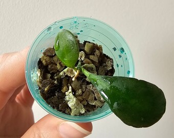 Hoya Panchoi – Wurzelschnitt | Zimmerpflanze Wachspflanze