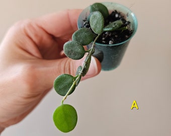 Hoya serpens - corte enraizado / Planta de cera / Planta de interior