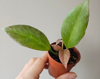 Hoya cv. Sunrise - babywasplant | Kamerplant