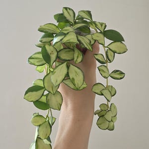 Hoya heuschkeliana variegata / Pianta di cera pianta da appartamento