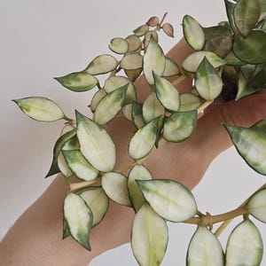 Hoya madara snow angel - Etsy España