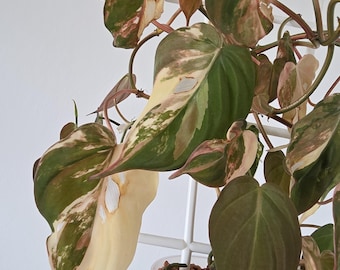 Philodendron micans variegado - esqueje fresco de 1 a 3 nudos