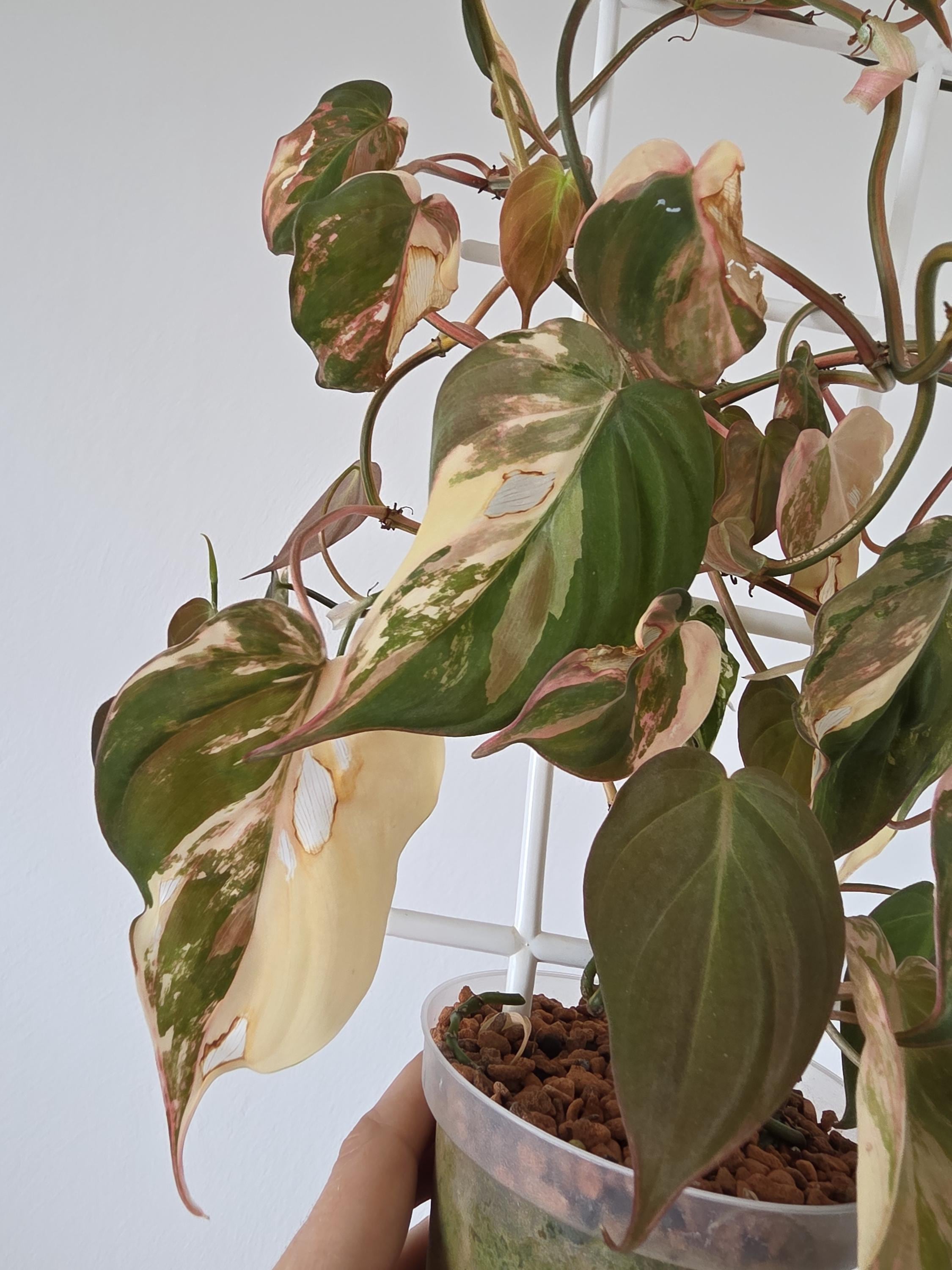 musa banana plant Ohio Winter Hardy Banana | Japanese Banana main image 1