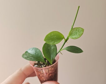 Hoya biakensis (splash) / Planta de interior de planta de cera rara