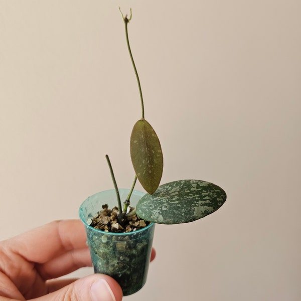 Hoya sigillatis AH001 (sp. Borneo) | Rare Wax Plant houseplant