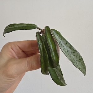 Può includere: Primo piano di una talea di pianta di Hoya con diverse foglie verdi e allungate. Le foglie hanno un motivo maculato bianco argentato. La pianta è tenuta su uno sfondo bianco.