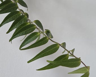 Hoya leucantha PNG - talea fresca a 3 nodi / Pianta da interno