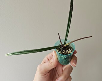 Hoya insularis / Planta de interior de planta de cera rara