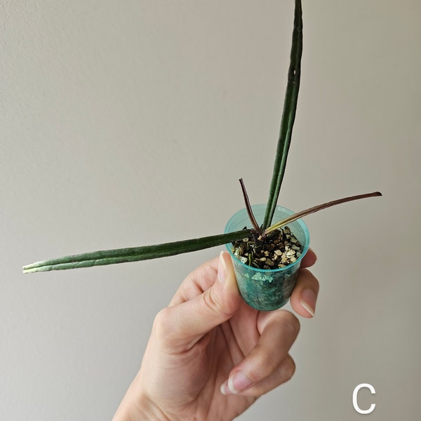 Hoya insularis | Rare Wax Plant houseplant