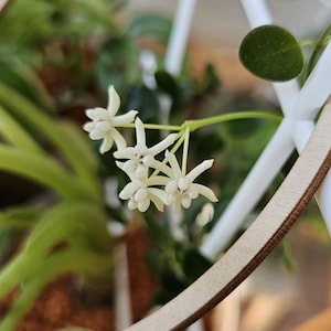 Hoya pulleana | Wax Plant houseplant
