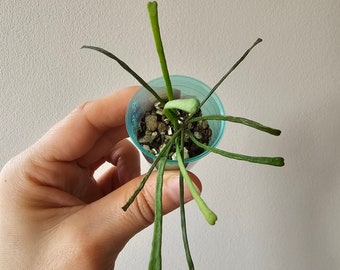 Planta de interior Hoya retusa / Planta de cera