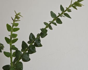 Hoya chinghungensis - talea fresca a 4 nodi / Pianta da interno
