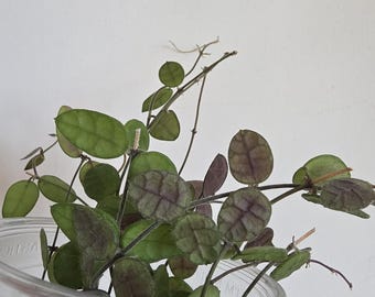 Dischidia hirsuta - corte fresco 3 nodos / Planta de interior