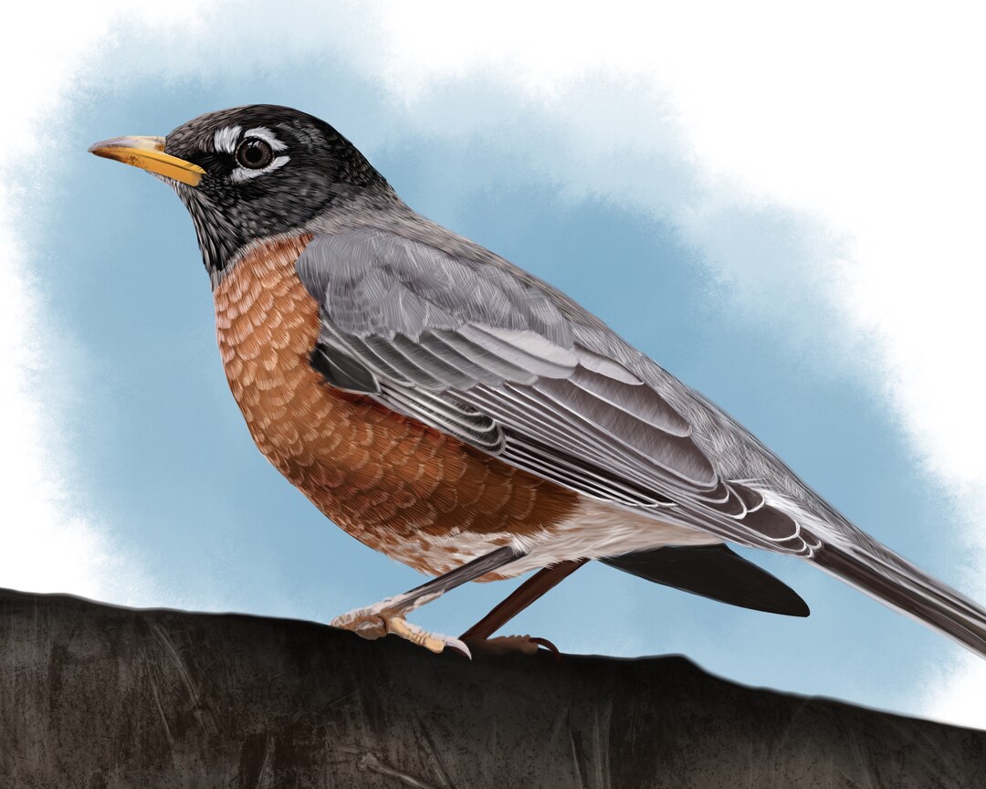 PRINTABLE American Robin Digital Art Download for Wall Art - Etsy