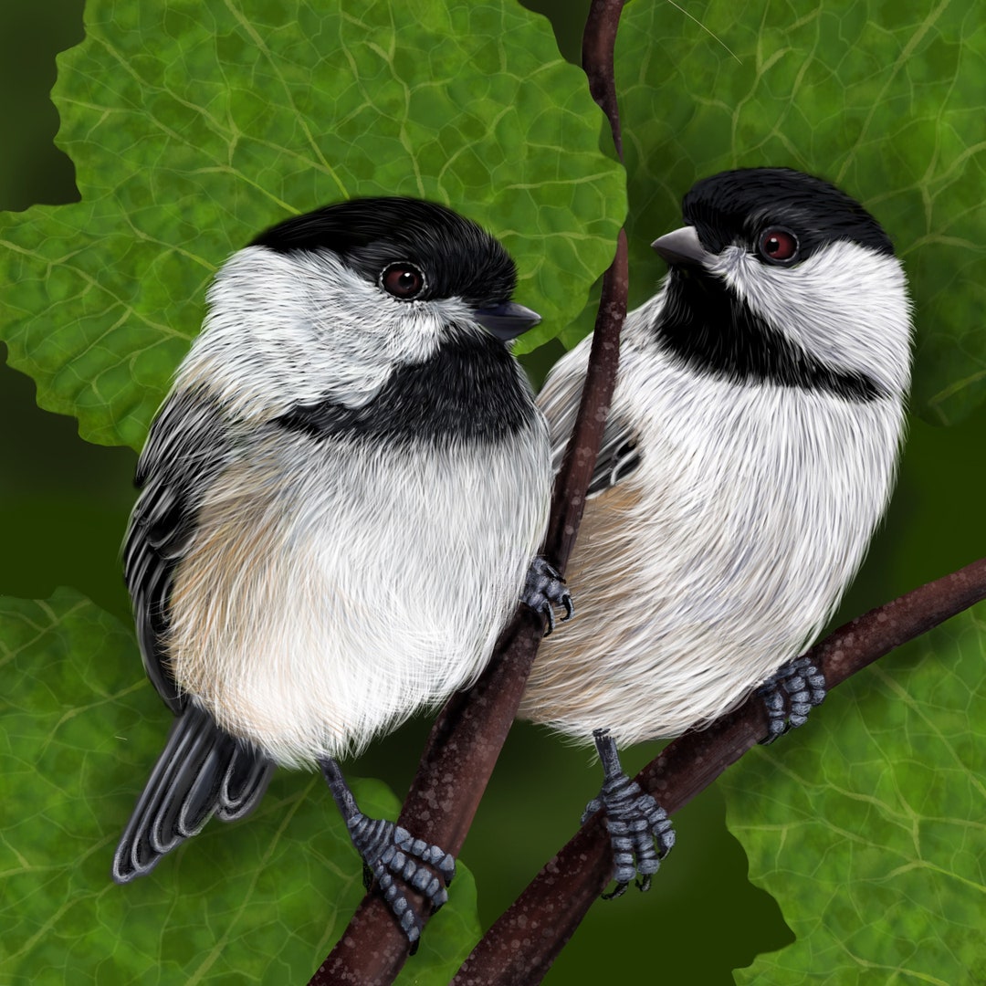 PRINTABLE Chickadees Instant Download. Pair of Birds for Wall Art ...