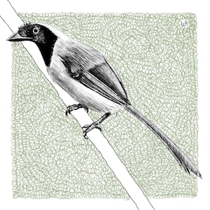 Puede incluir: Ilustración en blanco y negro de un pájaro posado en una rama. El pájaro tiene la cabeza negra y una cola larga. El fondo es un patrón texturizado verde claro. Las iniciales del artista "WA" están en la esquina superior derecha.