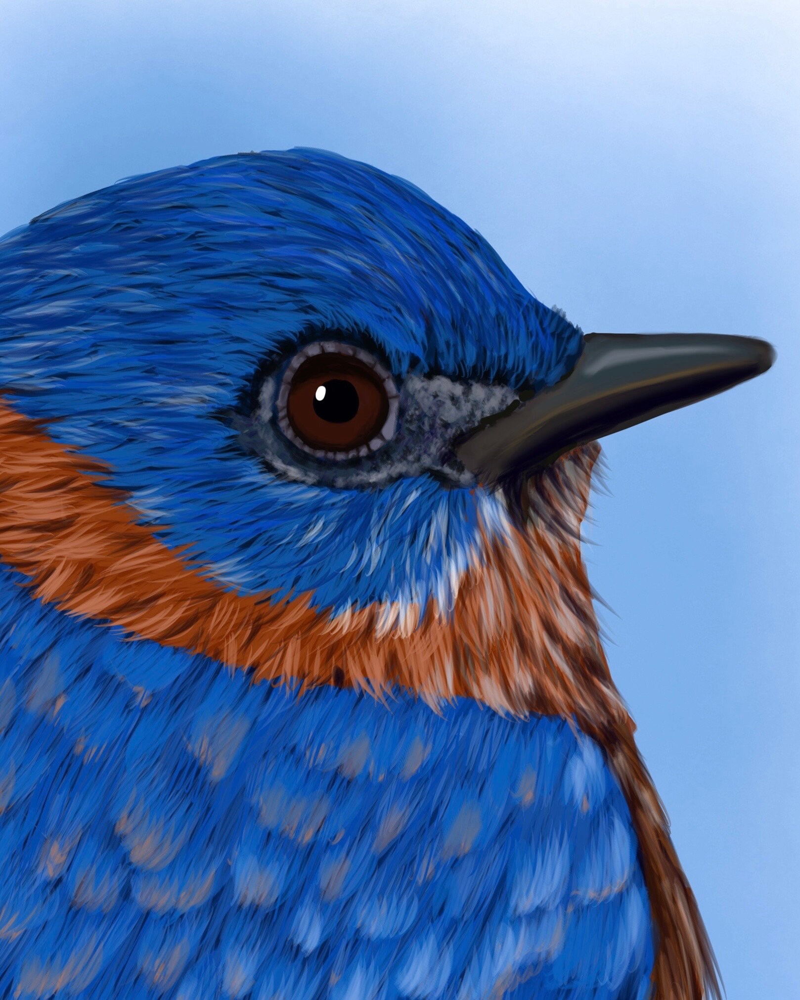 Bluebird Print, Original Bird Art, Affordable Fine Art, Gift for Birder