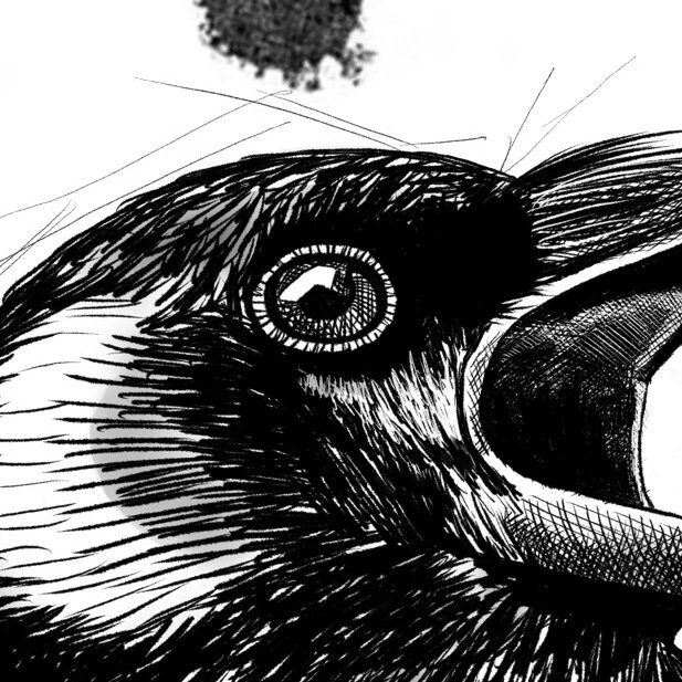 PRINTABLE Black Crow Digital Art Download. Use for Wall Art, Notecards ...