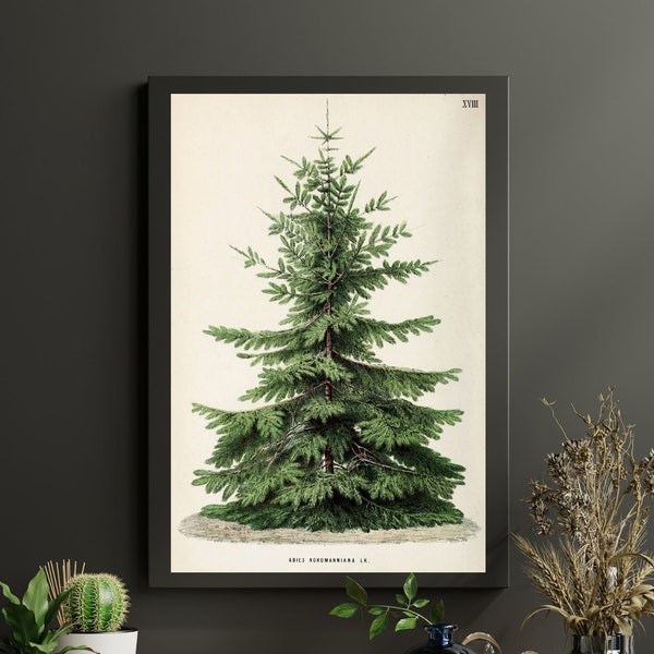 Vintage Nordmann Fir Tree Print, Vintage Tree Poster, Botanical Wall Art, Vintage Wall Tree Art, Christmas Card Print, Digital Download