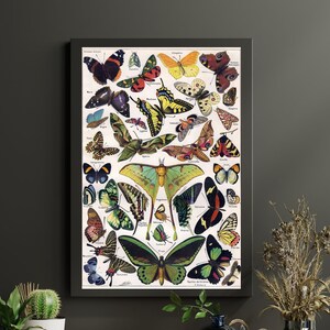 Vintage Colorful Butterfly Illustration, French Larousse Butterfly Art Print, Adolphe Millot Butterfly Art, Vintage Papillon Biology Poster
