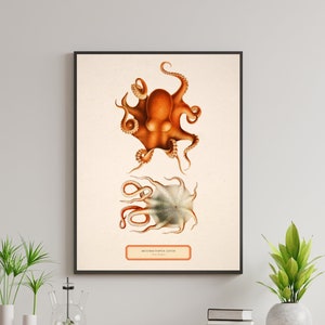 Vintage Octopus Illustration, Antique Octopus Print, Scientific Octopus Wall Art, Marine Life, Vintage Octopus Biology Poster, Nautical Art