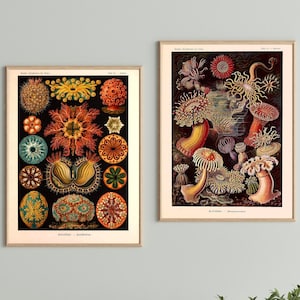 Ernst Haeckel Marine Life Prints: Sea Squirts & Anemones (Digital Download)
