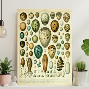 Antique Eggs Premium Matte 18x24&quot; Poster, Adolphe Millot Eggs Wall Art Print, Vintage French Larousse Egg Illustration, Cottagecore Artwork
