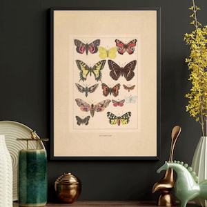 Vintage Butterfly Illustration,Dark Academia Artwork, Scientific Butterfly Wall Art, Vintage Papillon Biology Poster, Cottagecore Print