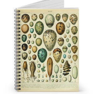Antique Eggs Journal, Adolphe Millot Eggs Notebook, Vintage Larousse Eggs French Illustration, Cottagecore Journal, Natural History Art Gift