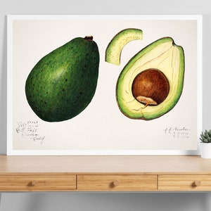 Sliced Avocado Art Print, Vibrant Watercolor Wall Decor, Vintage Botanical Fruit Kitchen Artwork, Minimalist Green Dining Room Illustration