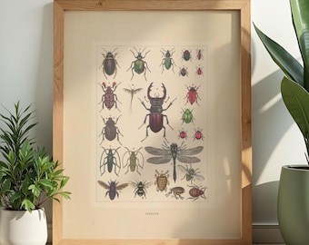 Vintage Insect Print, Dark Academia Entomology Art, French Antique Biology Wall Decor