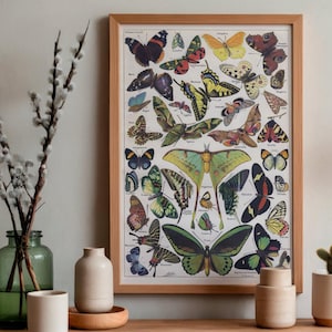 Vintage Butterfly Print, Adolphe Millot 1889, French Entomology Wall Art, Antique Nature Illustration