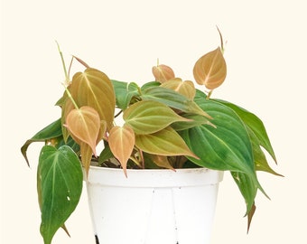 Velvet Leaf Philodendron, Medium Live Plant