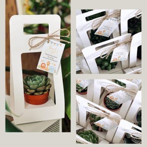 Platzhalter für Sukkulenten - Sukkulente Pflanze - Vasenplatzhalter - Sukkulenten-Pflanzengeschenk - Hochzeitsgeschenk