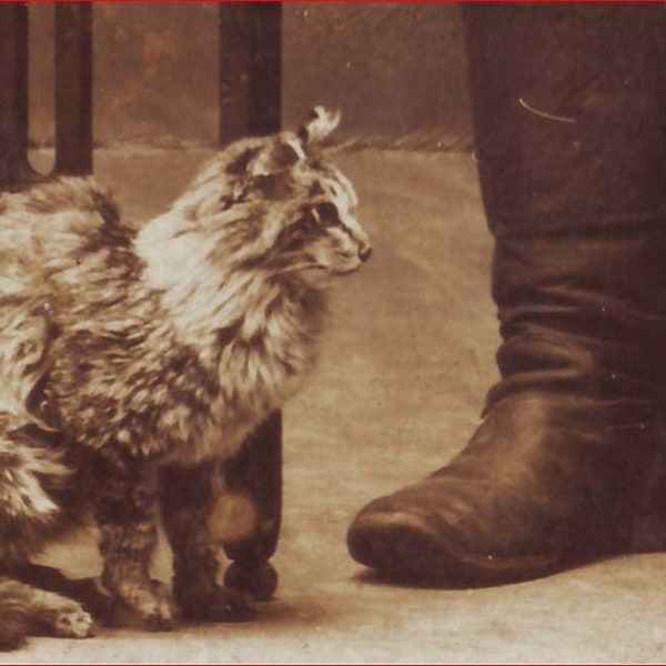 Soldiers and a cat. Pets. Animals. russian empire. Yaroslavl. Cabinet card. 1900s.
