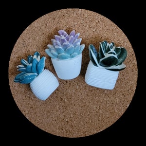 May include: Three small potted succulent plants. The plants are in white pots with a textured finish. The succulents are green, purple, and black.