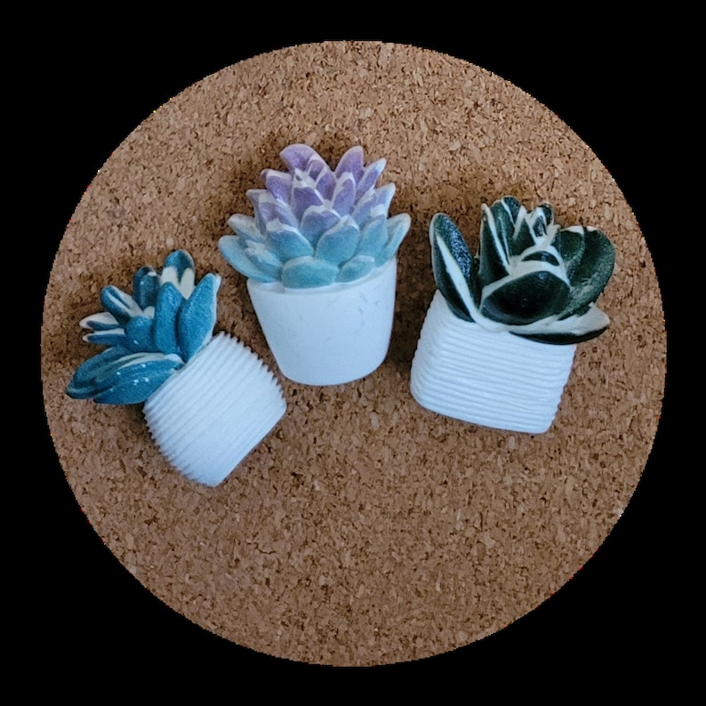 May include: Three small potted succulent plants. The plants are in white pots with a textured finish. The succulents are green, purple, and black.