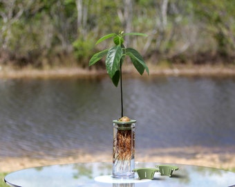 Avocado Seed Starter: Sprout Avocado Pits with Ease