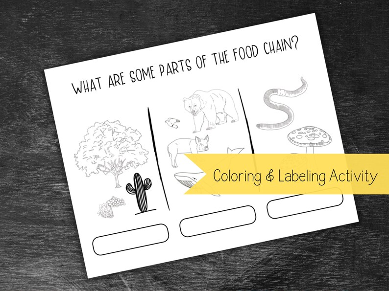 May include: Black and white educational worksheet titled "What are some parts of the food chain?" featuring illustrations of a tree, cactus, bear, pig, worm, and mushroom. Includes a "Coloring & Labeling Activity" banner.