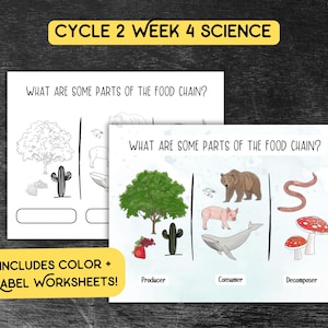 May include: Educational worksheets titled "What Are Some Parts of the Food Chain?" feature illustrations of a tree, cactus, bear, pig, whale, snake, and mushrooms. The worksheets include color and label activities. The title "Cycle 2 Week 4 Science" is at the top.