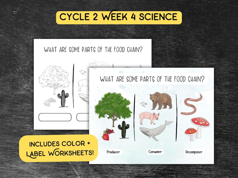 May include: Educational worksheets titled "What Are Some Parts of the Food Chain?" feature illustrations of a tree, cactus, bear, pig, whale, snake, and mushrooms. The worksheets include color and label activities. The title "Cycle 2 Week 4 Science" is at the top.