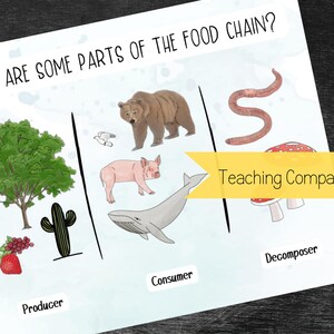May include: Educational poster illustrating parts of the food chain. It features a tree, bear, pig, whale, worm, and mushroom, categorized as producer, consumer, and decomposer. The text "Teaching Companion" is also present.