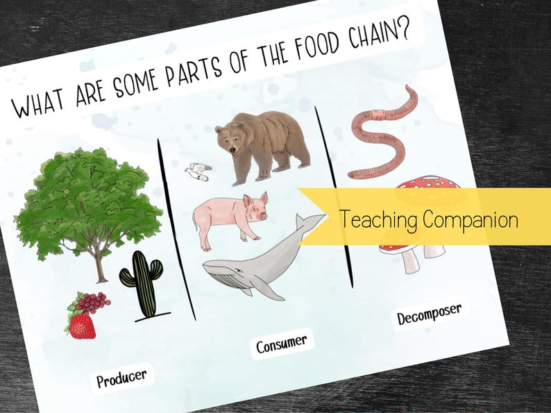 May include: Educational poster illustrating parts of the food chain. It features a tree, bear, pig, whale, worm, and mushroom, categorized as producer, consumer, and decomposer. The text "Teaching Companion" is also present.